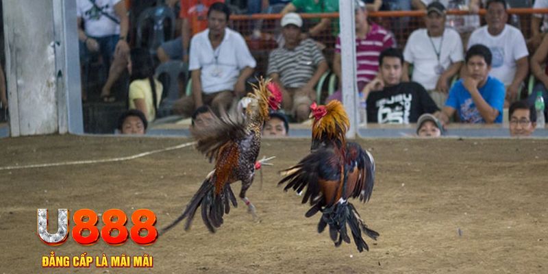 1gom đăng nhập mậu binh khuyến mãi