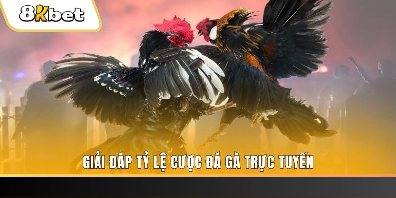 1gom trực tiếp đá gà thomo